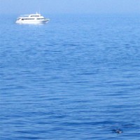 Delphine vom Boot aus, März 2005