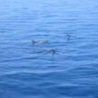 Delphine vom Boot aus, März 2005