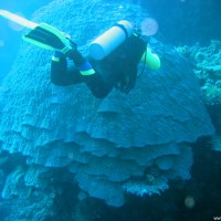Clemens vor riesengroßem Korallenstock, März 2005