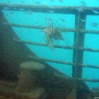 Ein Rotfeuerfisch auf dem Sonnendeck, September 2002