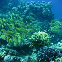 Süßlippen im Riff, Mai 2007