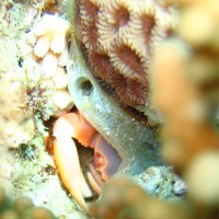 Korallenkrabbe, Mai 2007