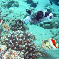 Maskenkugelfisch mit Rotfleckfalterfischen, Mai 2007