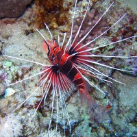 Rotfeuerfisch, Mai 2007