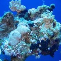 diverse Korallen und Schwämme, Mai 2007