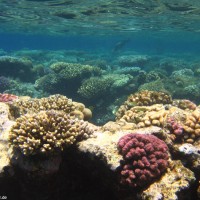 Korallenformationen im Flachwasserbereich, Mai 2007