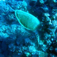 Suppenschildkröte, März 2005