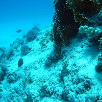 Am Fuß eines der Korallenblöcke, Mai 2004