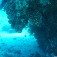 Meist verjüngen sich hier die Korallenblöcke nach unten, Mai 2004