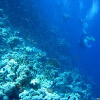 Der Drop-Off auf der westlichen Seite des Gordon Reefs, Mai 2007