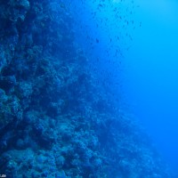 Der Drop-Off auf der westlichen Seite des Gordon Reefs, Mai 2007