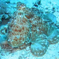Oktopus, Mai 2007