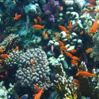 Buntes Treiben im Flachwasserbereich beim Sicherheitsstopp, Mai 2007