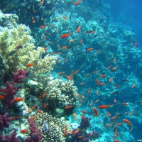 Buntes Treiben im Flachwasserbereich beim Sicherheitsstopp, Mai 2007