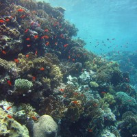 Buntes Treiben im Flachwasserbereich beim Sicherheitsstopp, Mai 2007