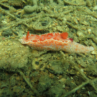 Nacktschnecke, November 2014