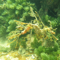 Leafy Seadragon, November 2014