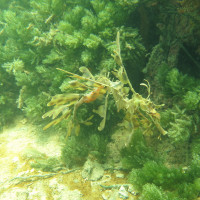 Leafy Seadragon, November 2014