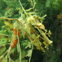 Leafy Seadragon, November 2014