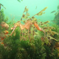 Leafy Seadragon, November 2014