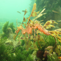 Leafy Seadragon, November 2014