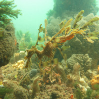 Leafy Seadragon, November 2014