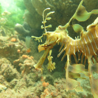 Leafy Seadragon, November 2014