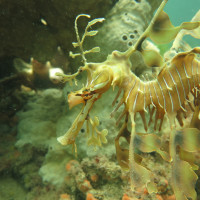 Leafy Seadragon, November 2014