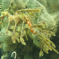 Leafy Seadragon mit zwei Fingern als Größenvergleich, November 2014