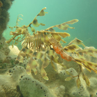 Leafy Seadragon, November 2014