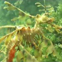 Leafy Seadragon, November 2014