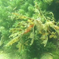 Leafy Seadragon, November 2014