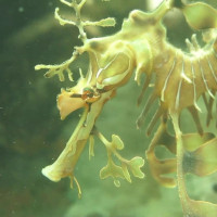 Leafy Seadragon, November 2014