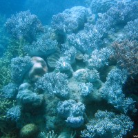 diverse Korallen, September 2006