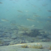 Jede Menge Fisch im Flachwasser oben am Rand der Steilwand, Juli 2005