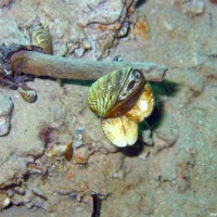 Muscheln, Mai 2005