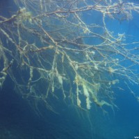 Knapp unter der Wasseroberfläche, April 2006