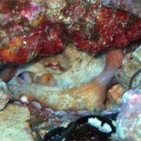 Ein Oktopus guckt aus seinem Versteck, August 2005