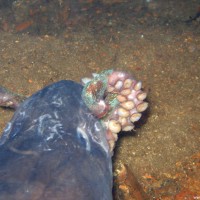 Conger beim Fressen eines Oktopusses, August 2006