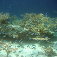 Jungfische vor Acropora cerealis, September 2005