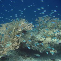 Jungfische vor Acropora cerealis, September 2005