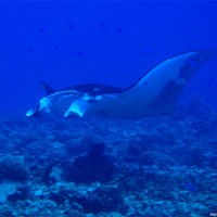 Manta, September 2005