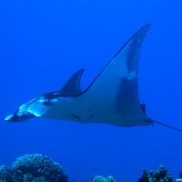 Manta, September 2005