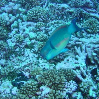 Buckelkopf-Papageienfisch, September 2005