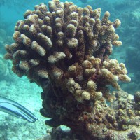 Pocillopora eydouxi, September 2005