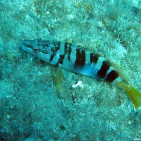 Einer der wenigen Fische auf dem Tauchgang, April 2003