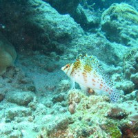 Korallenwächter, September 2007