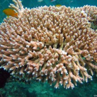 Großer Acropora-Korallenstock, September 2007