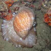 Unterarmgroße Tonna-Schnecke, September 2007