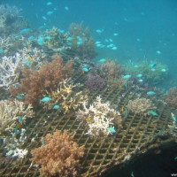 Metallkonstruktion des Projects, über und über mit Korallen bedeckt, September 2007
